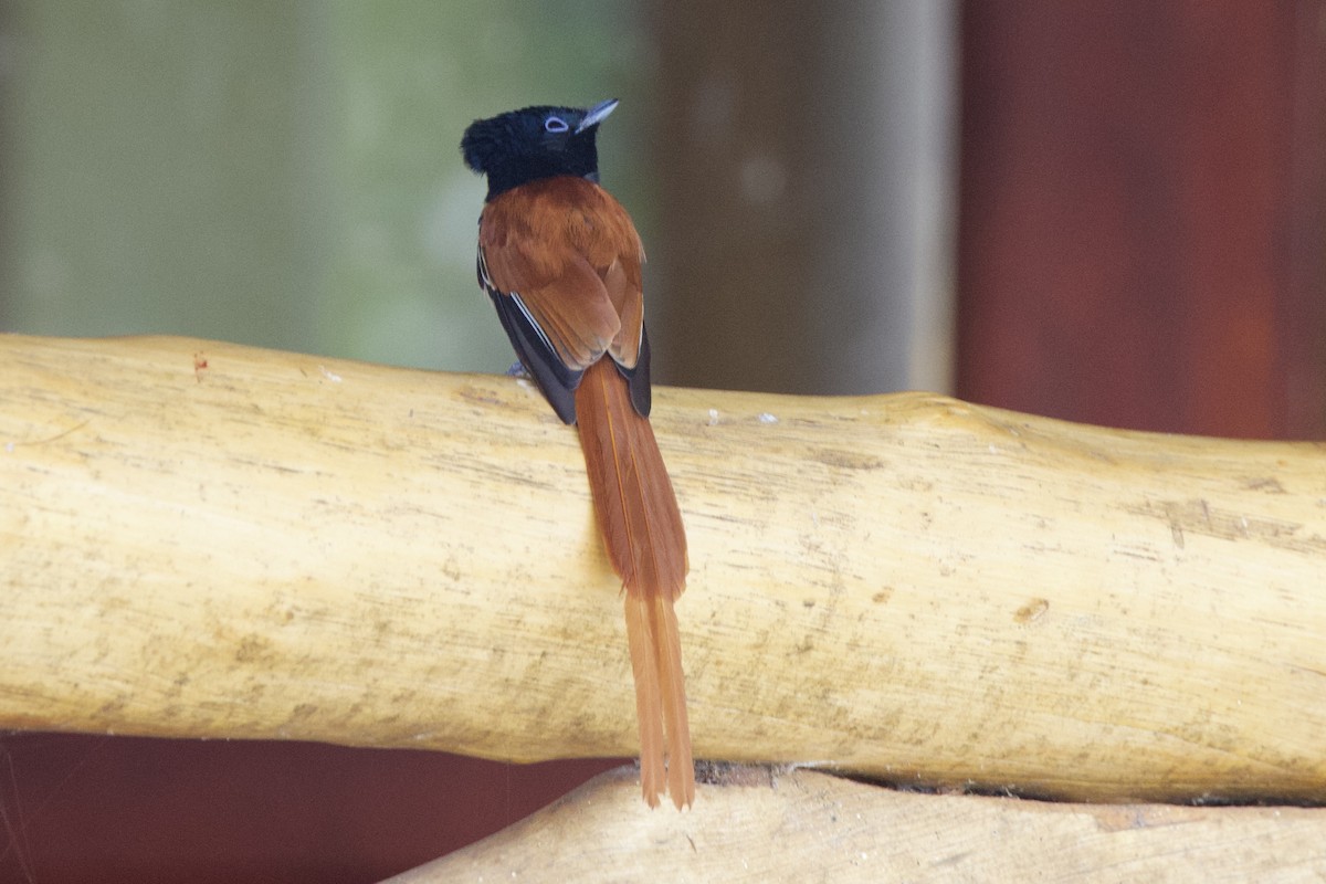 African Paradise-Flycatcher - ML640766903