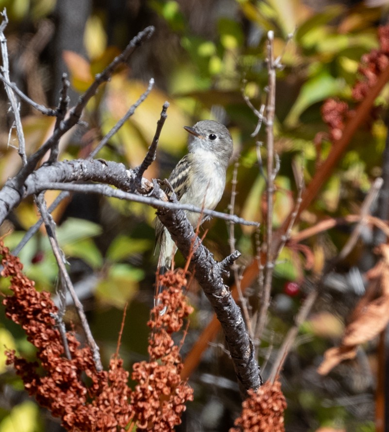 Dusky Flycatcher - ML640766908