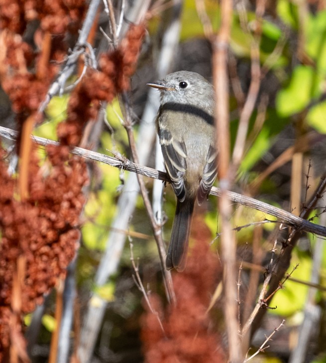 Dusky Flycatcher - ML640766909
