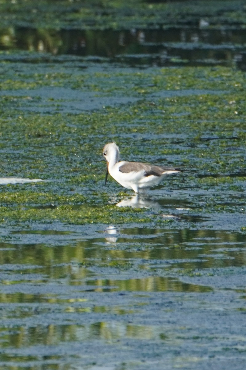 Marsh Sandpiper - ML640766910