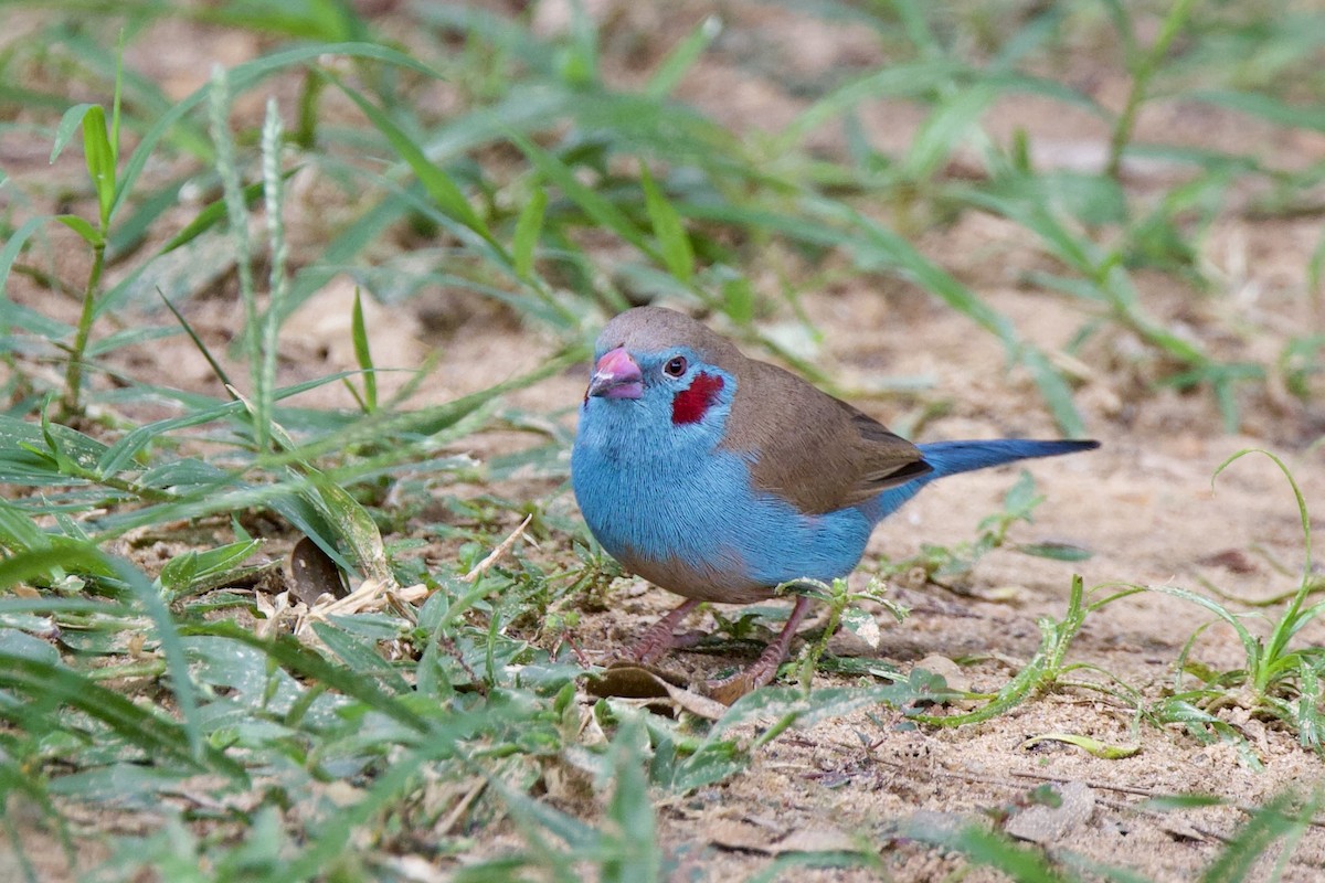 Red-cheeked Cordonbleu - ML640766912