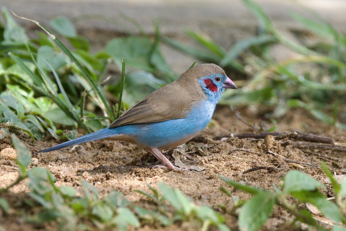 Red-cheeked Cordonbleu - ML640766915