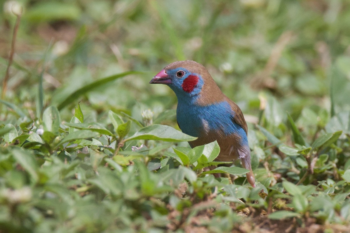Red-cheeked Cordonbleu - ML640766927