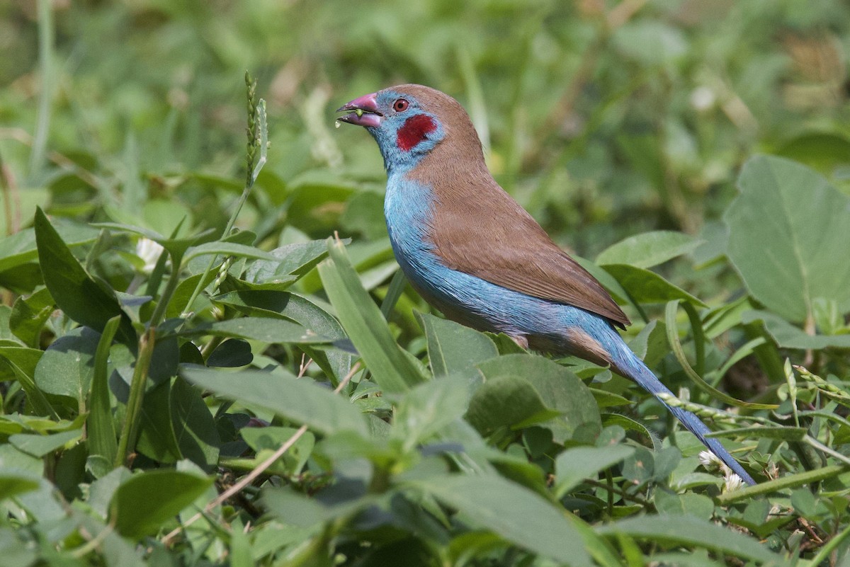 Red-cheeked Cordonbleu - ML640766929