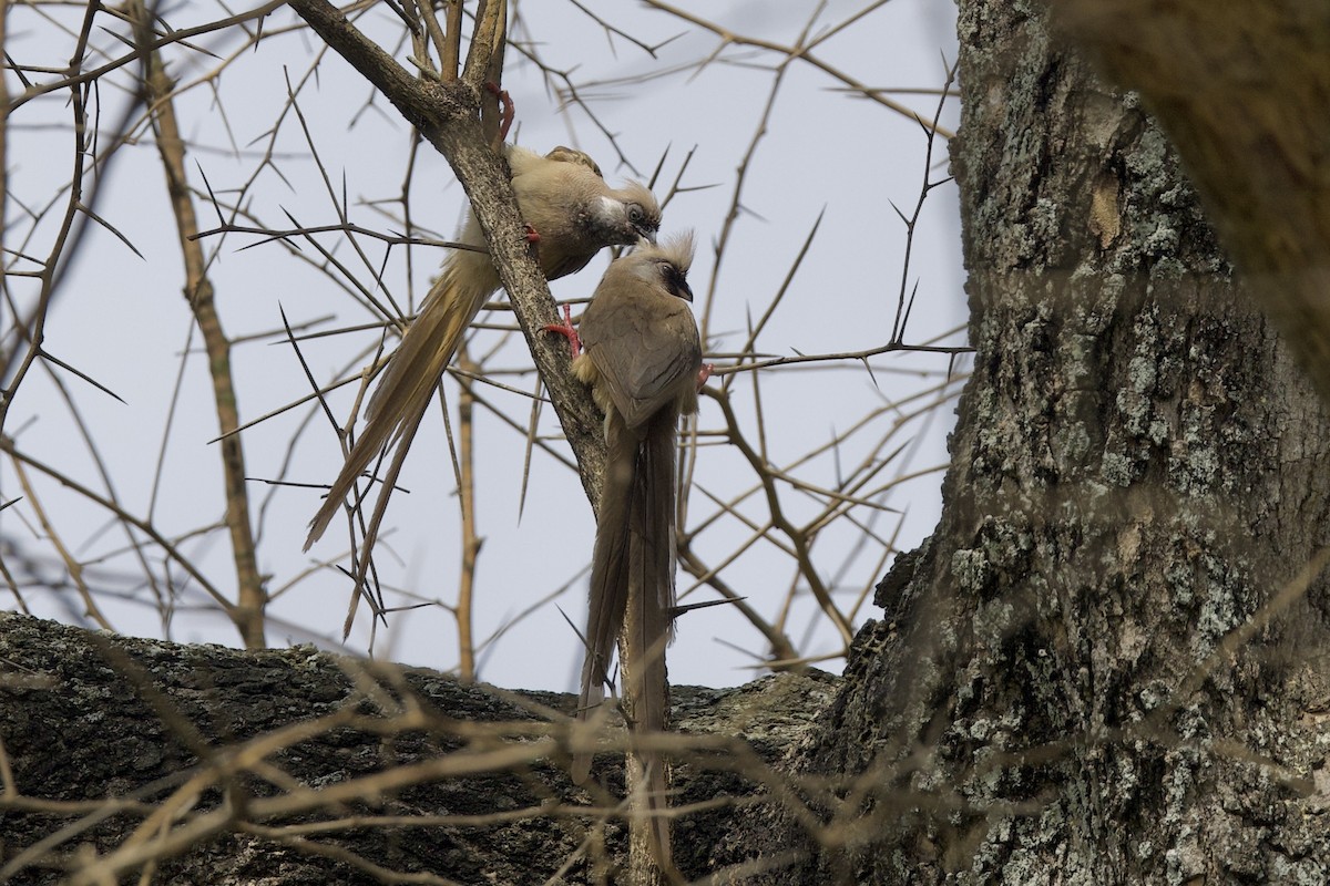 Speckled Mousebird - ML640766936