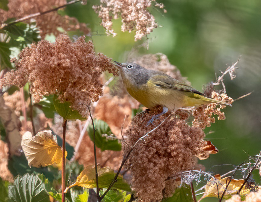 Nashville Warbler - ML640766949