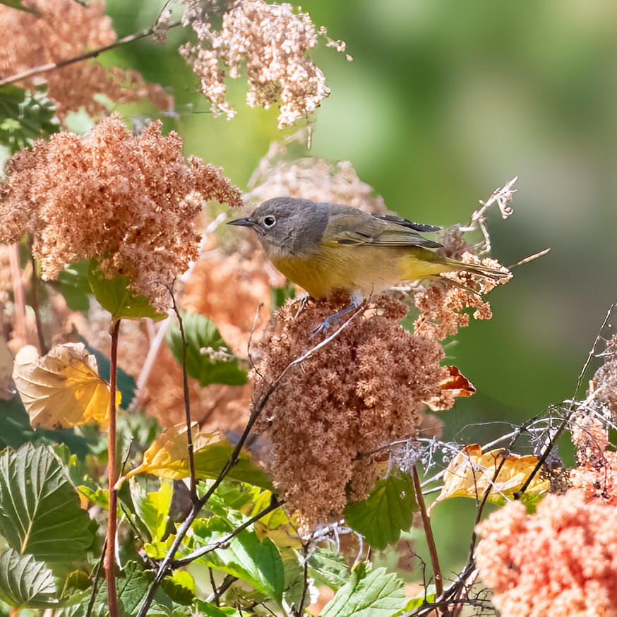 Nashville Warbler - ML640766950