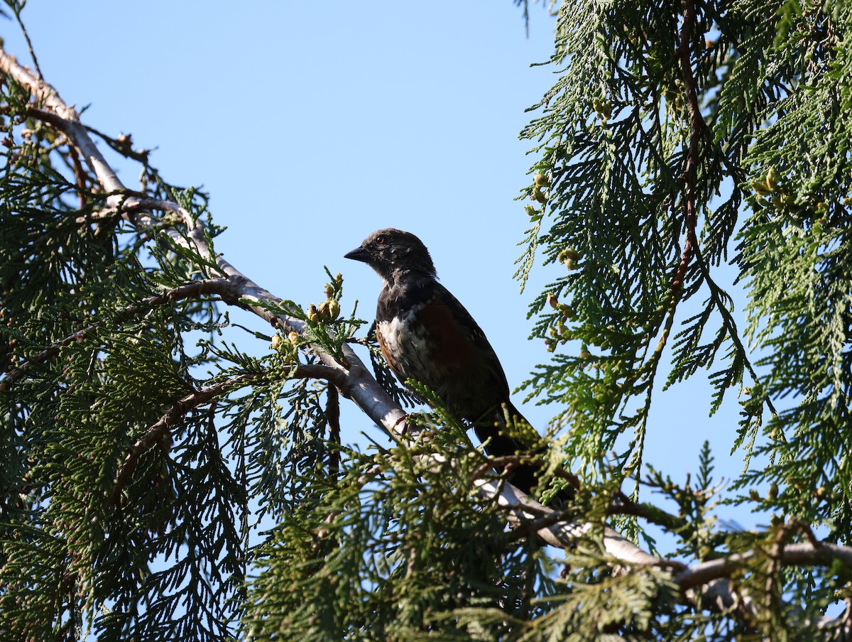 Spotted Towhee - ML640766951