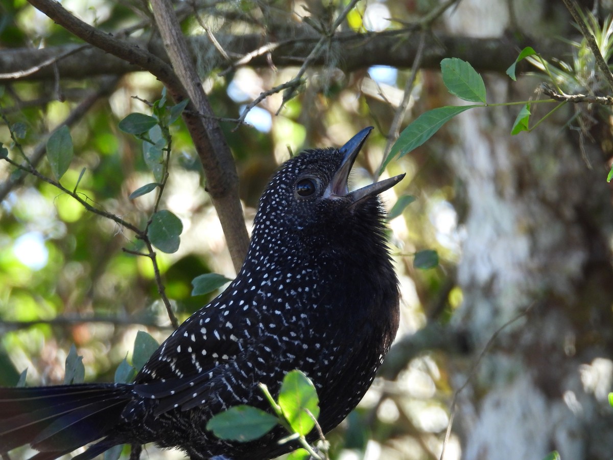 Large-tailed Antshrike - ML640766952