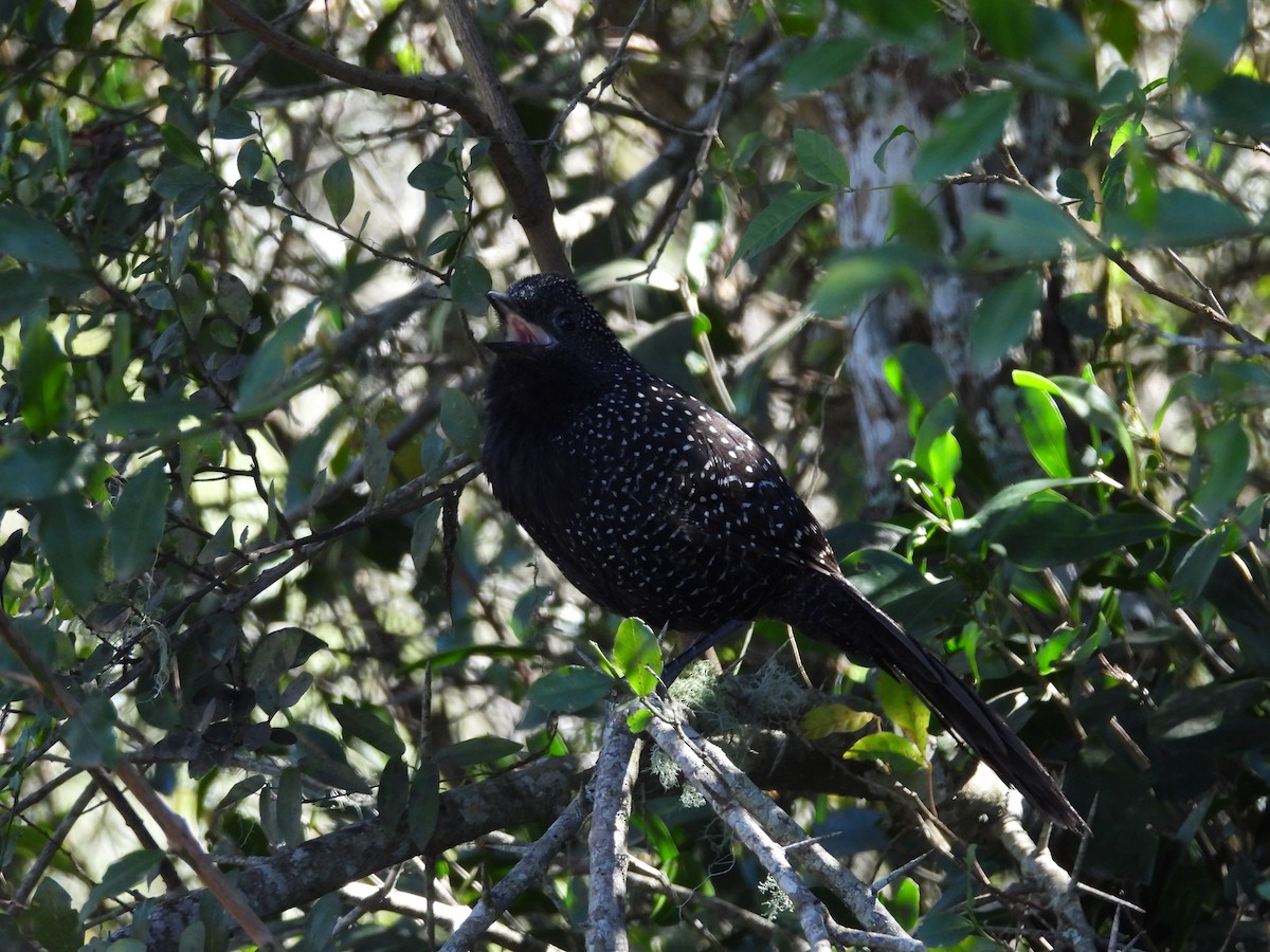 Large-tailed Antshrike - ML640766953
