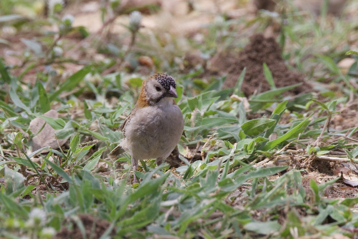 Speckle-fronted Weaver - ML640766962
