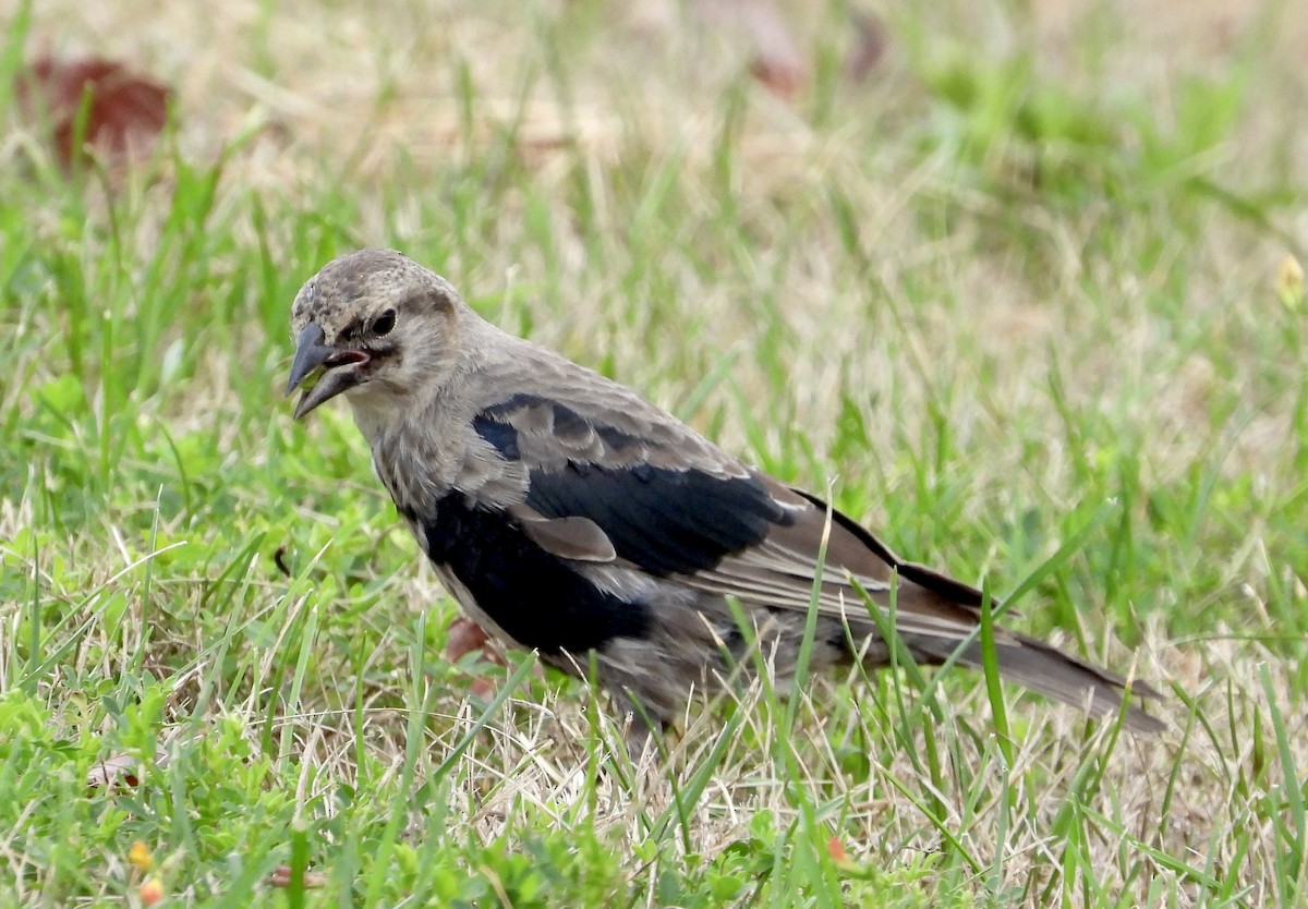 Brown-headed Cowbird - ML640766973
