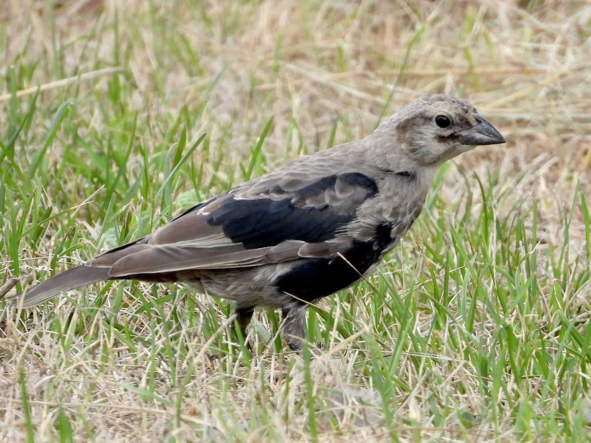 Brown-headed Cowbird - ML640766974