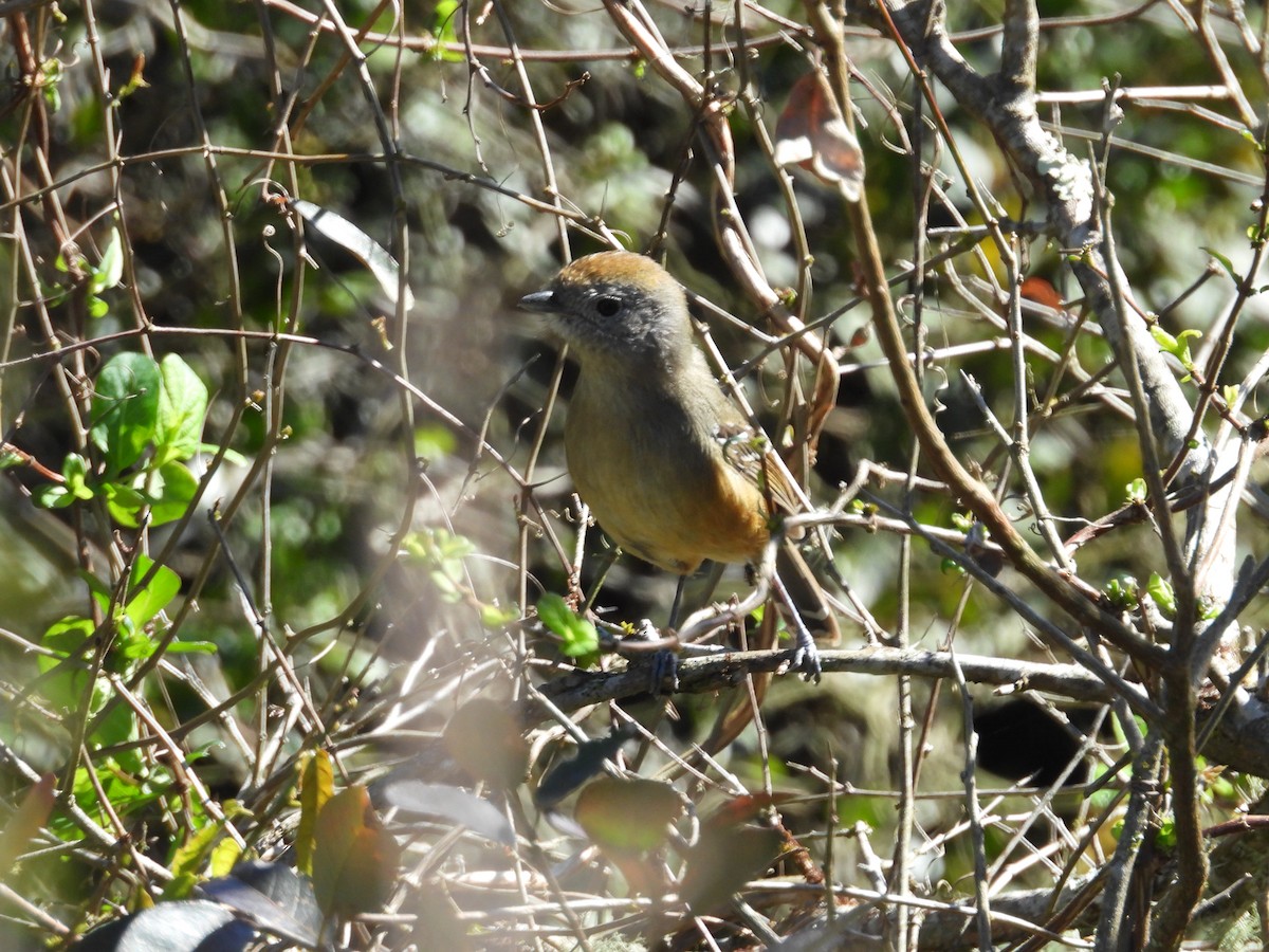 Variable Antshrike - ML640766999