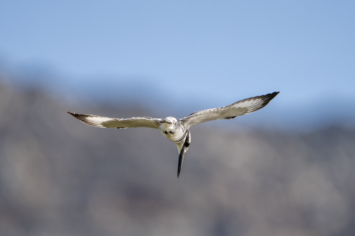 Pied Kingfisher - ML640767003