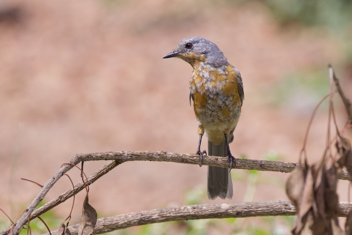 Spotted Morning-Thrush - ML640767006