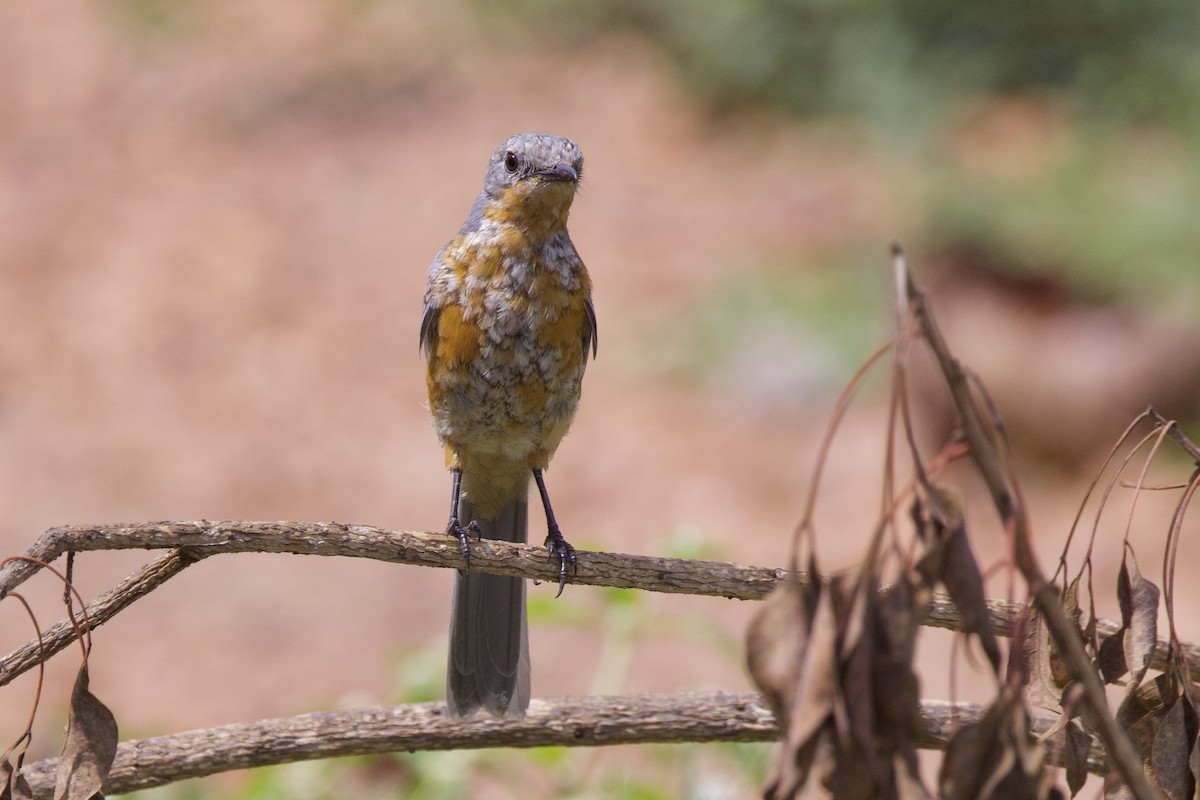 Spotted Morning-Thrush - ML640767008