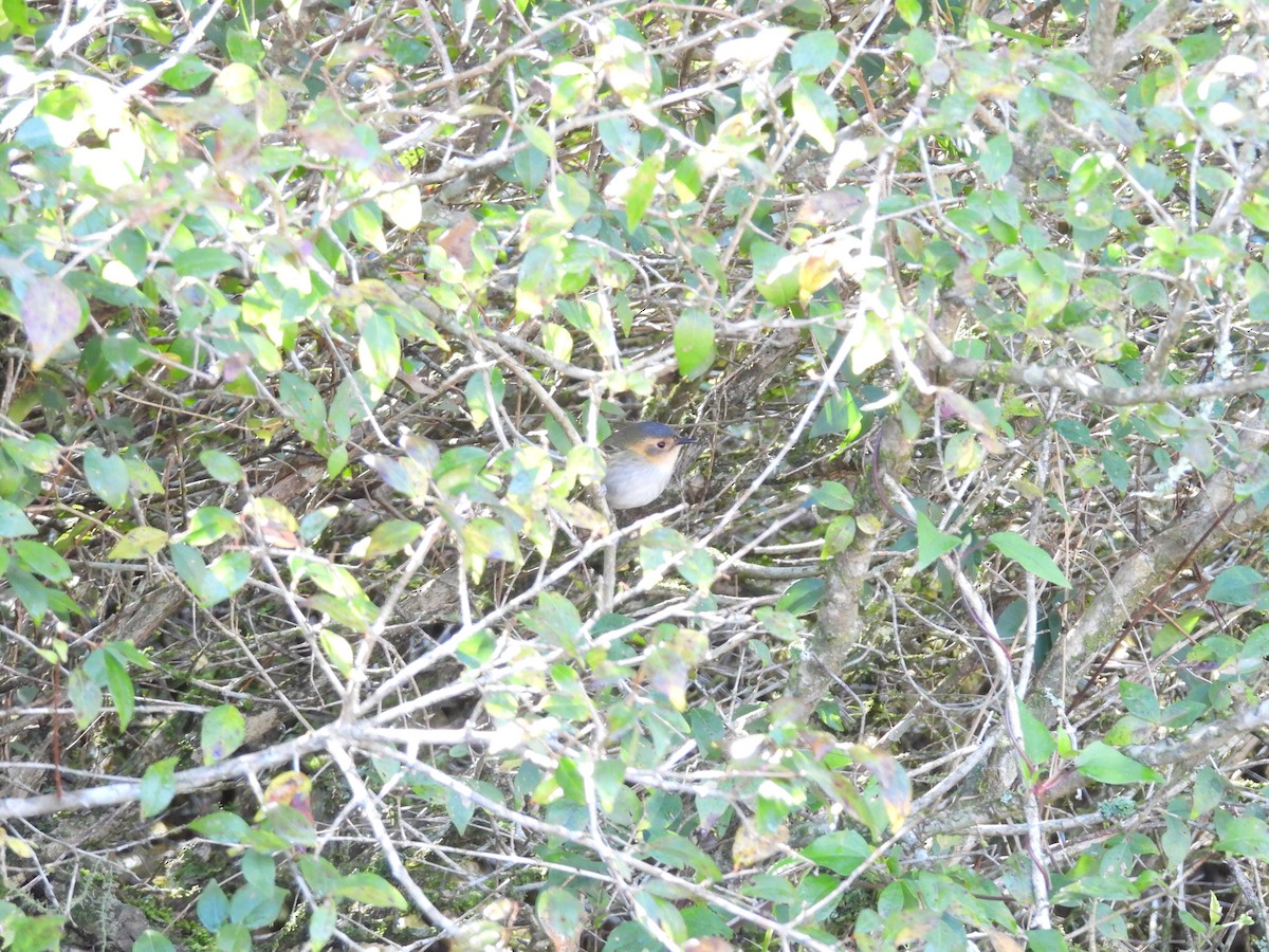 Ochre-faced Tody-Flycatcher - ML640767017