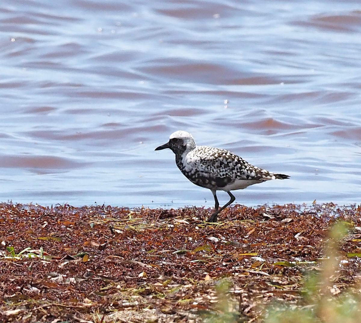 Black-bellied Plover - ML640767020