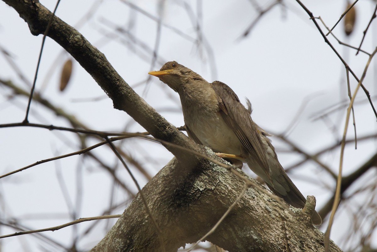 African Thrush - ML640767040