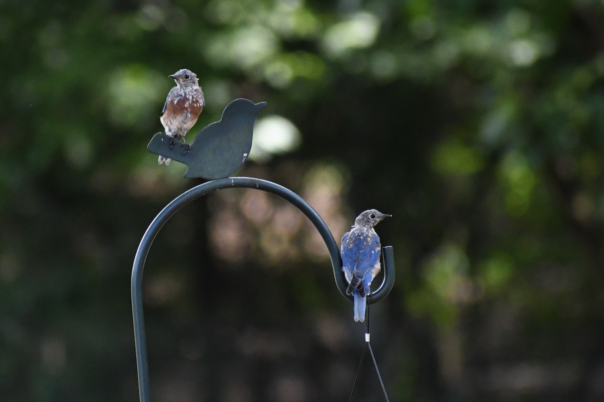 Eastern Bluebird (Eastern) - ML640767048