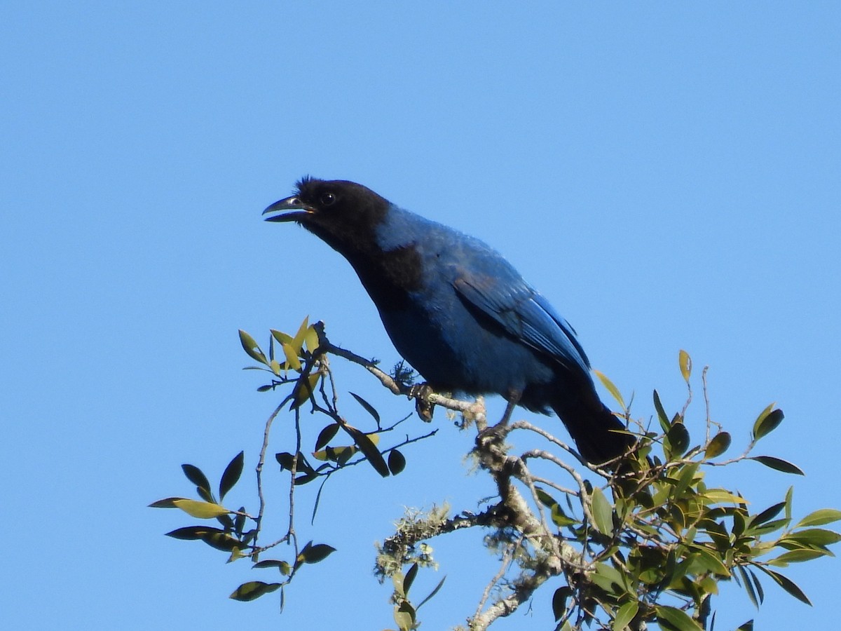 Azure Jay - ML640767062