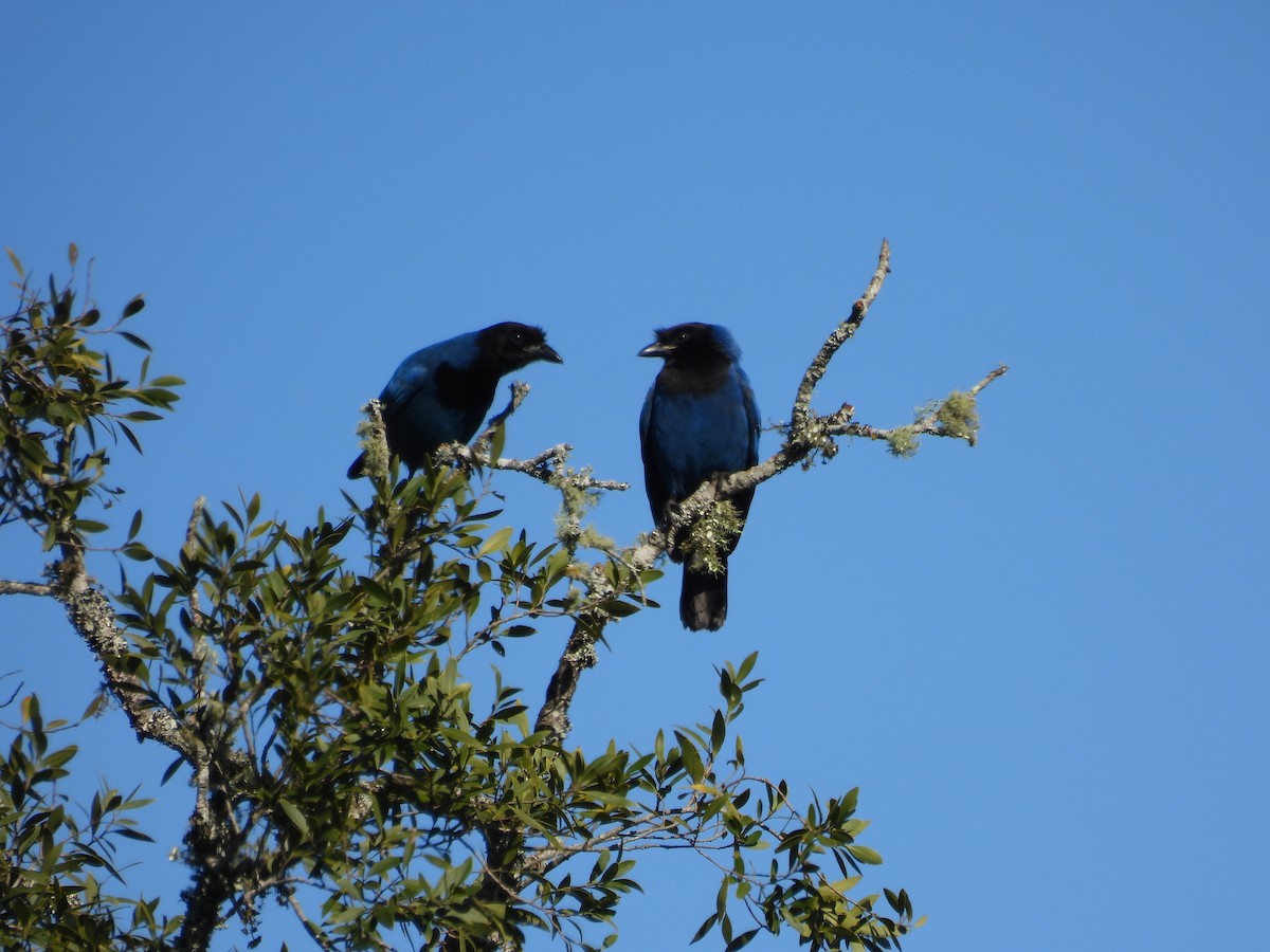 Azure Jay - ML640767063