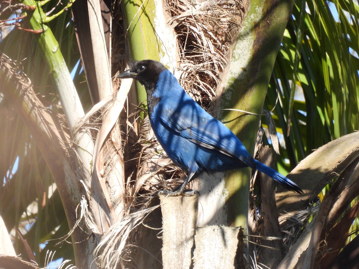 Azure Jay - ML640767064