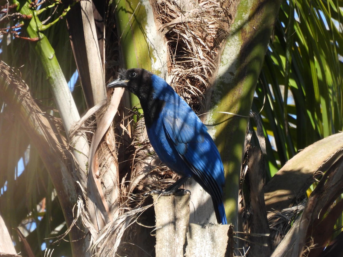 Azure Jay - ML640767065