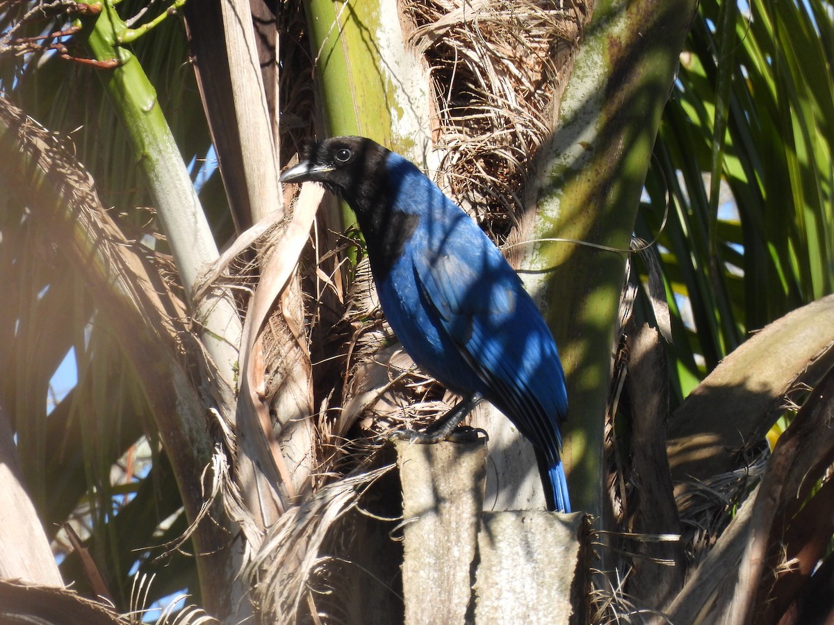 Azure Jay - ML640767066