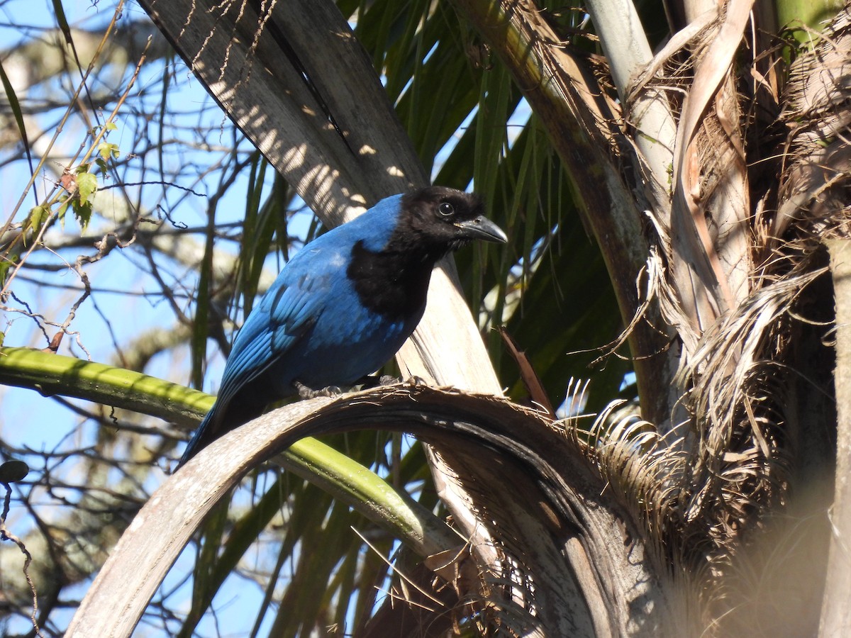 Azure Jay - ML640767067