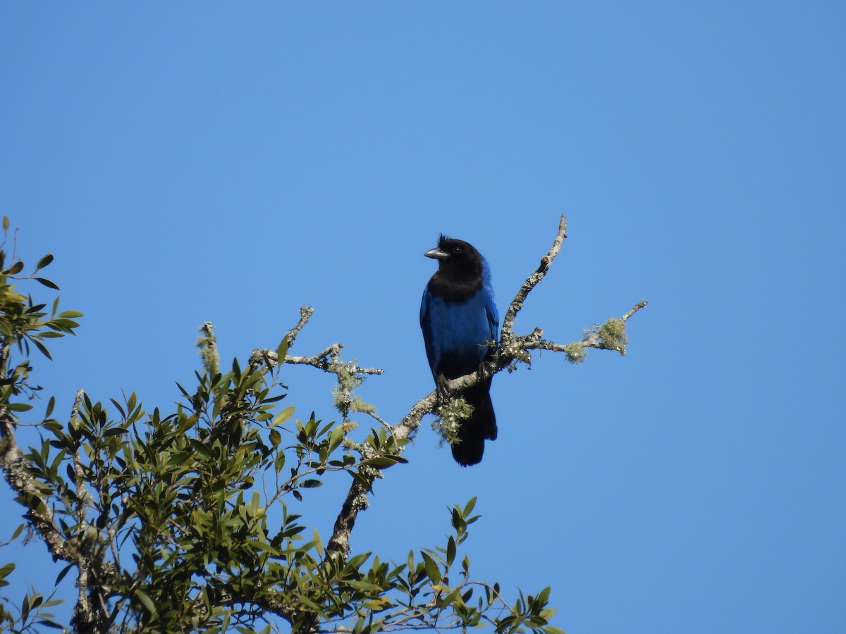 Azure Jay - ML640767068