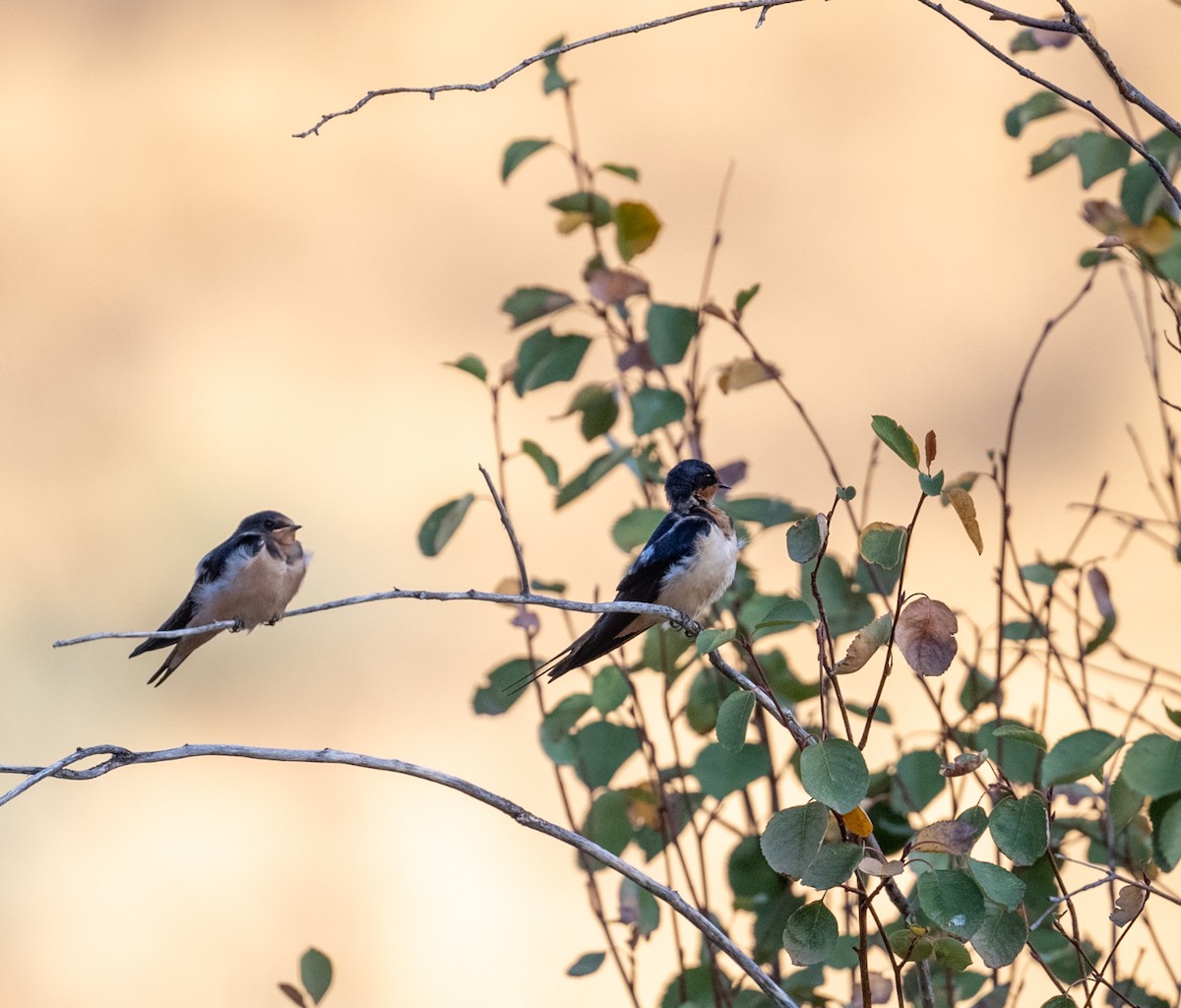 Barn Swallow - ML640767080