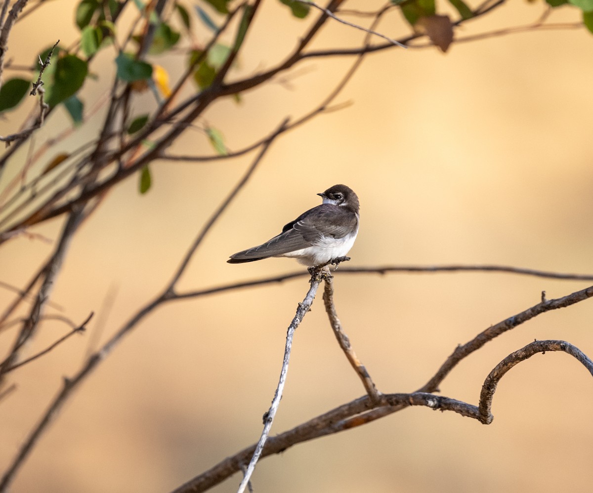 Violet-green Swallow - ML640767081