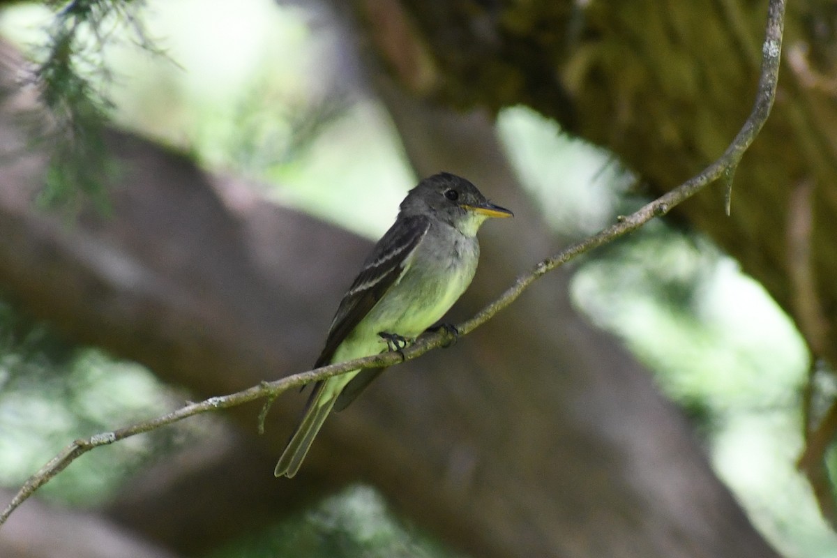 Eastern Wood-Pewee - ML640767087