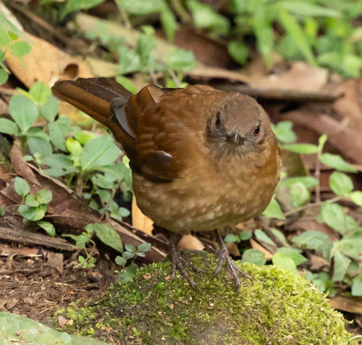 Hauxwell's Thrush - ML640767102