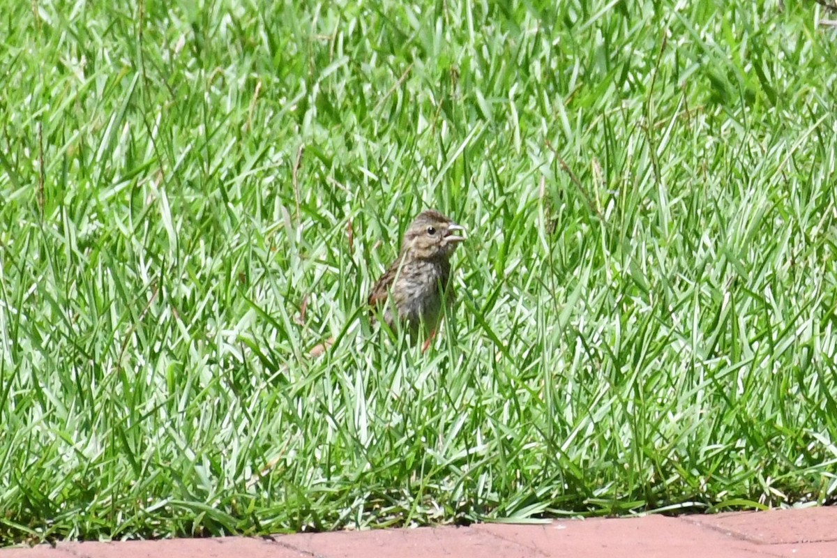Song Sparrow (melodia/atlantica) - ML640767109