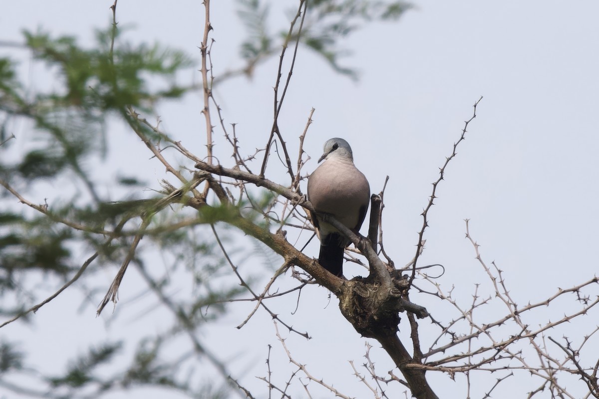 Black-billed Wood-Dove - ML640767116
