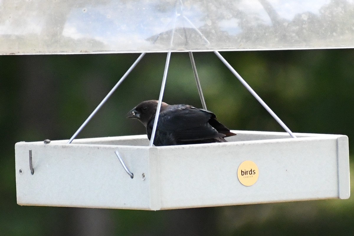 Brown-headed Cowbird - ML640767294