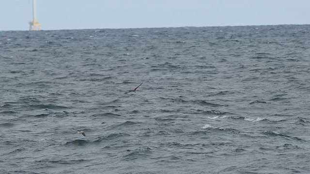 Cory's Shearwater - ML640767296