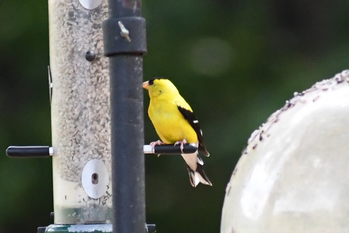 American Goldfinch - ML640767298