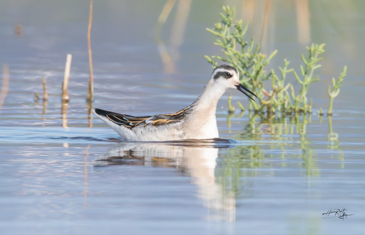 Red-necked Phalarope - ML640767332