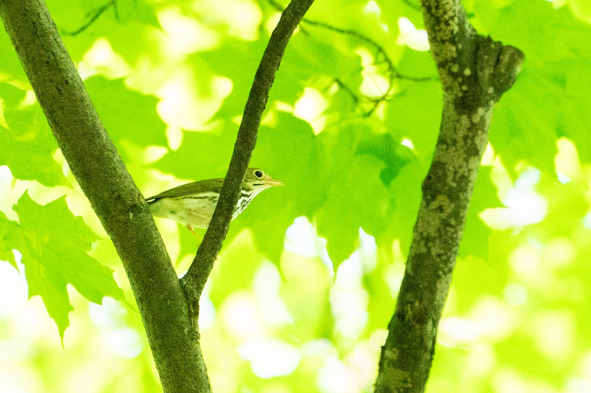 Ovenbird - ML640767356