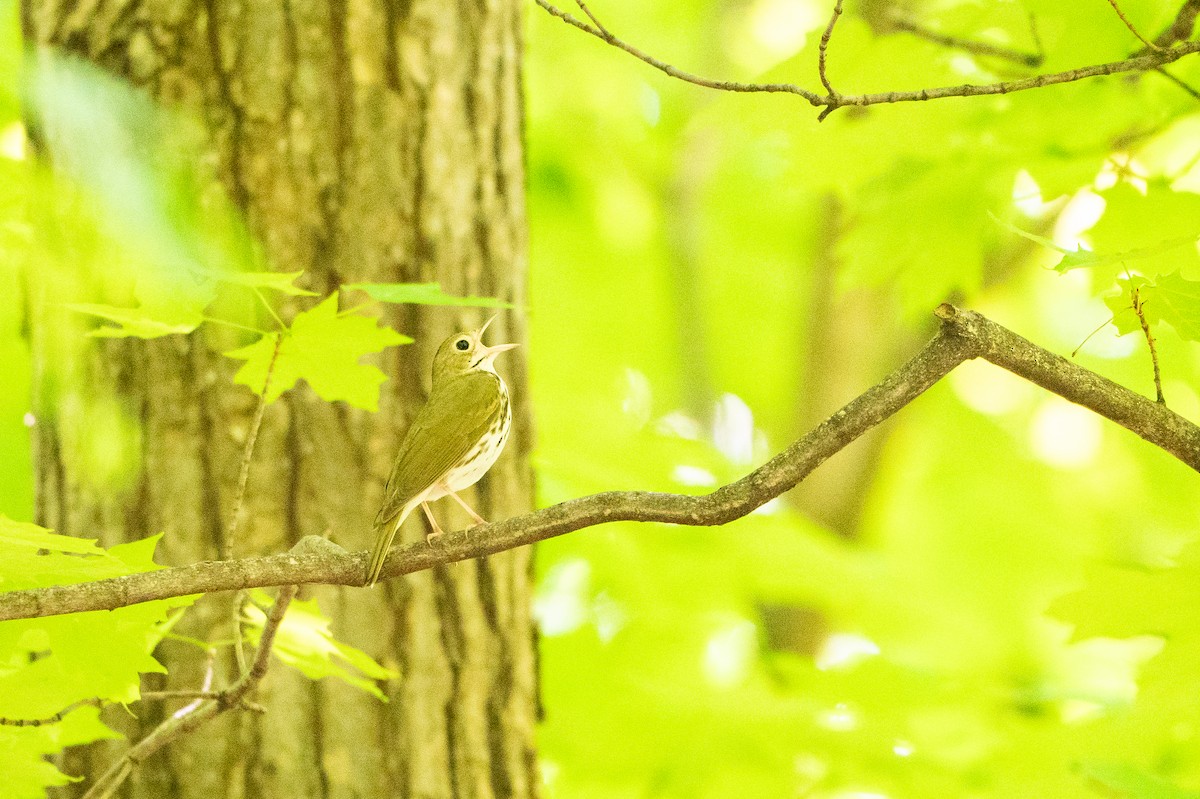 Ovenbird - ML640767360