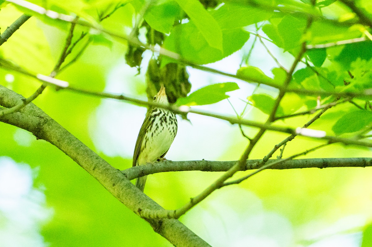Ovenbird - ML640767361