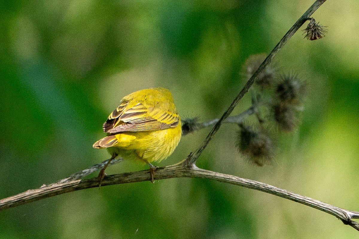 Yellow Warbler - ML640767400
