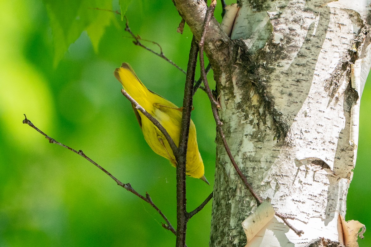 Yellow Warbler - ML640767401