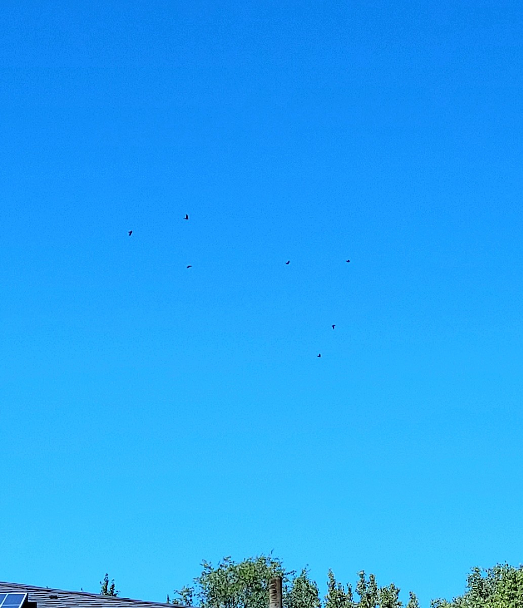 American/Fish Crow - ML640767413