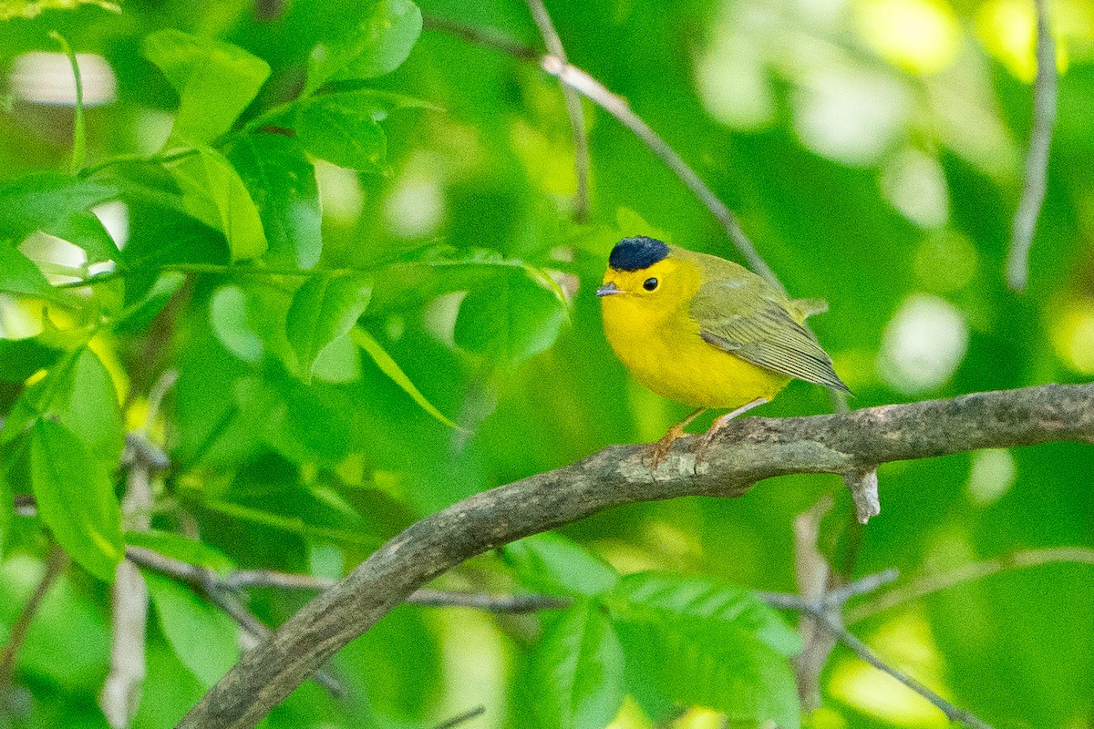 Wilson's Warbler - ML640767416