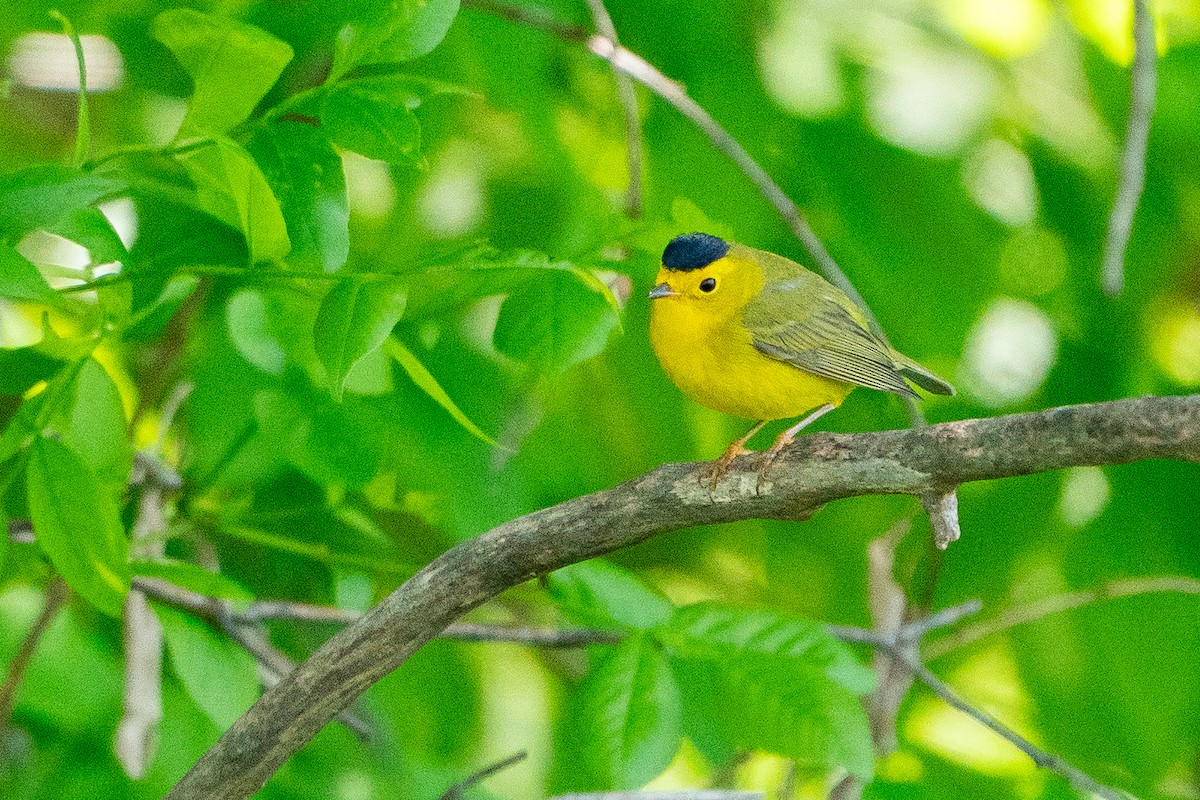 Wilson's Warbler - ML640767417